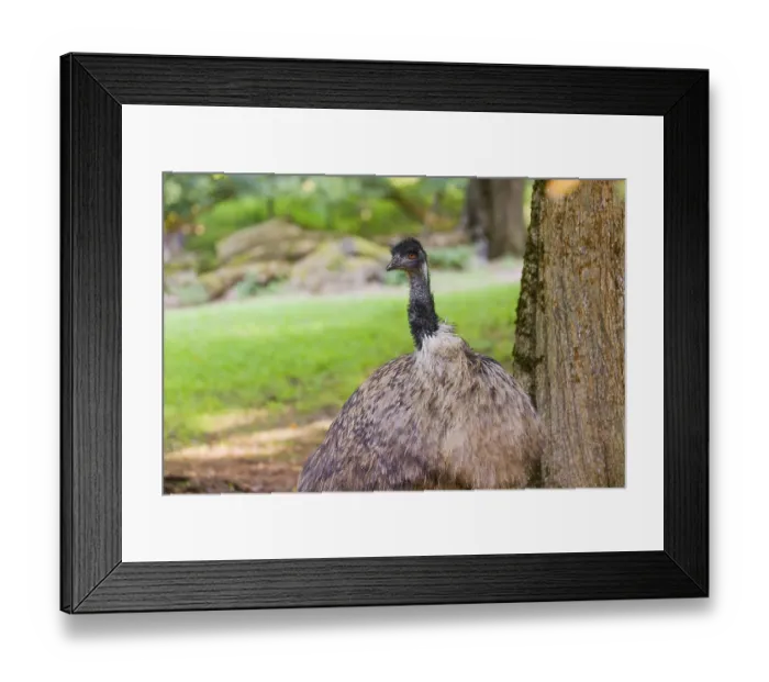 Framed Print : Portrait of an emu, Dromalus novaehollandiae