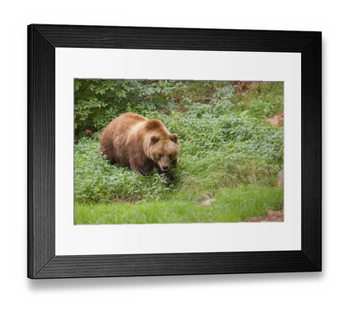 Framed Print : A Kamchatka brown bear (Ursus arctos piscator) runs across a meadow with tall grass between rocks and a forest