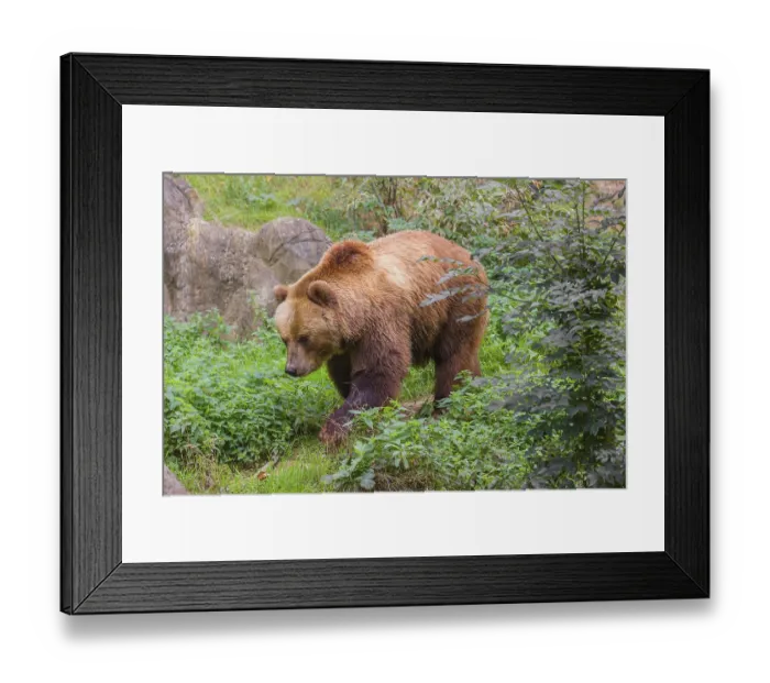 Framed Print : A Kamchatka brown bear (Ursus arctos piscator) runs across dense vegetation between rocks