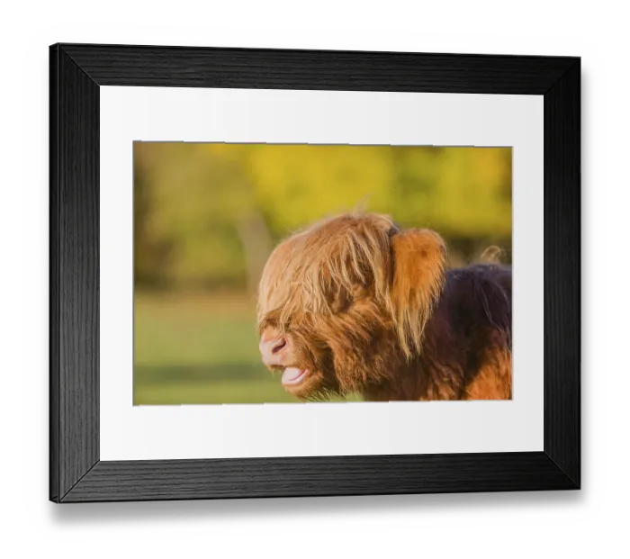 Framed Print : Portrait of a Highland calf (Bos primigenius taurus) in the first light of the day Framed Print : Portrait of a Highland calf (Bos primigenius taurus) in the first light of the day