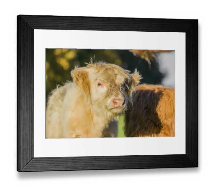 Framed Print : Portrait of a Highland calf (Bos primigenius taurus) in the first light of the day Framed Print : Portrait of a Highland calf (Bos primigenius taurus) in the first light of the day