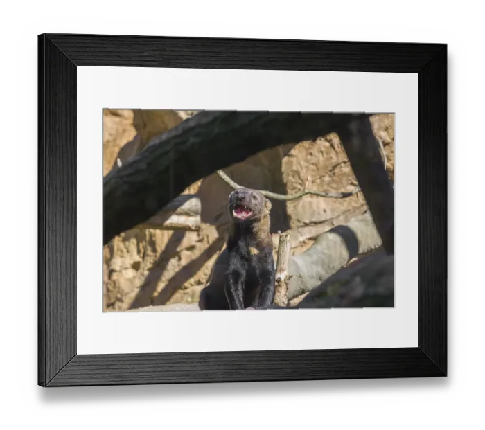 Framed Print : A Tayra (Eira barbara) stands on a fallen tree and eats something