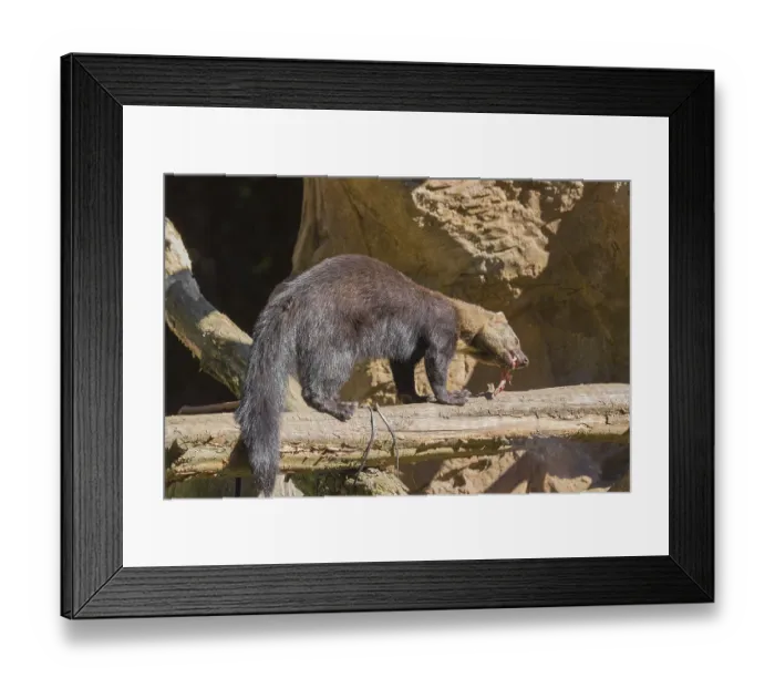 Framed Print : A Tayra (Eira barbara) stands on a fallen tree and eats something