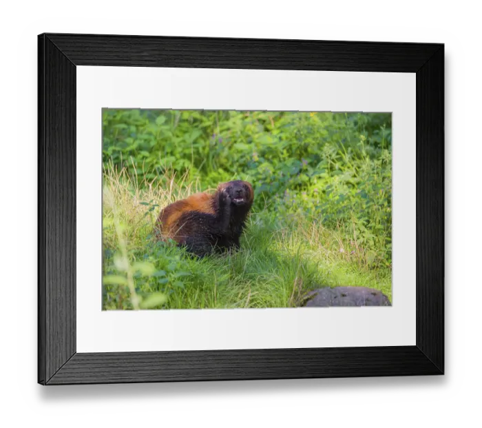 Framed Print : A wolverine (Gulo gulo) sits on a green meadow at a forest edge