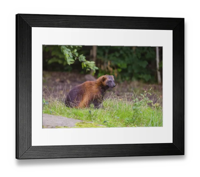 Framed Print : A wolverine (Gulo gulo) sits on a green meadow at a forest edge