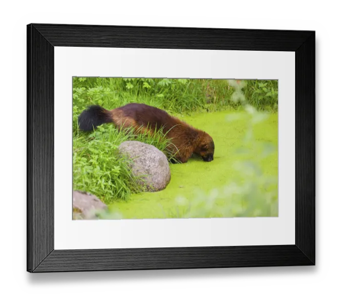 Framed Print : A wolverine, (Gulo gulo), stands in the water of a small pond