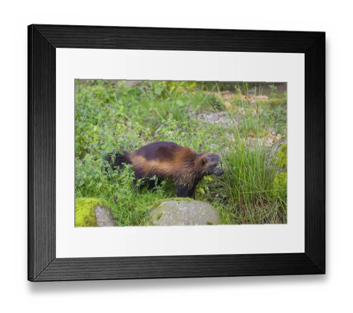 Framed Print : A wolverine (Gulo gulo) runs across a green meadow