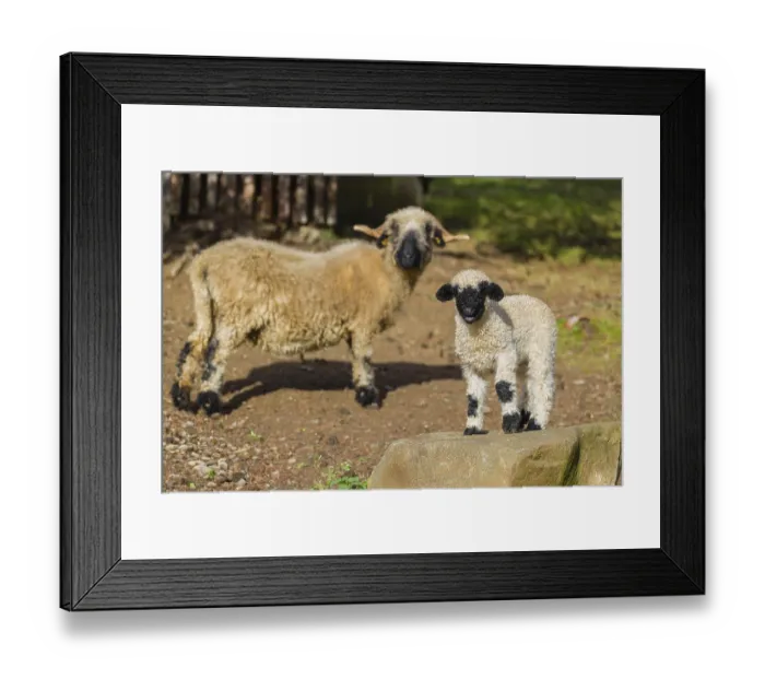 Framed Print : A female Valais Blacknose sheep and its lamb (Avis Aries) stand on a pasture on hilly ground