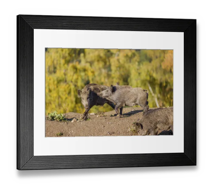 Framed Print : Two wild boars or wild pigs (Sus scrofa) fight in a clearing on hilly terrain