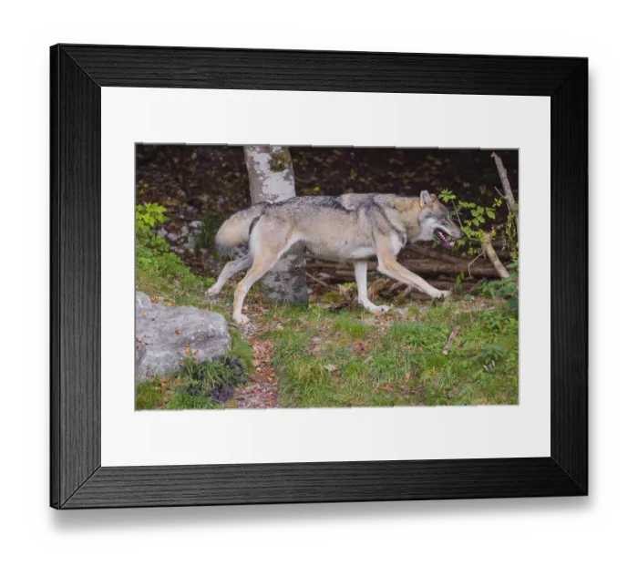 Framed Print : A eurasian gray wolf (Canis lupus lupus) runs down a hill
