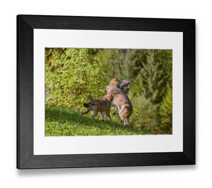 Framed Print : Three eurasian gray wolves (Canis lupus lupus) play with each other on a meadow on a hill