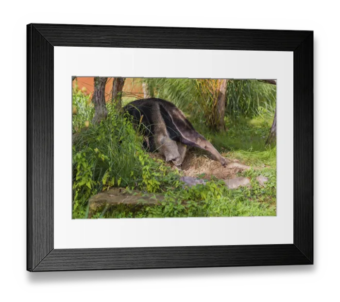 Framed Print : A giant anteater (Myrmecophaga tridactyla) runs through an open forest