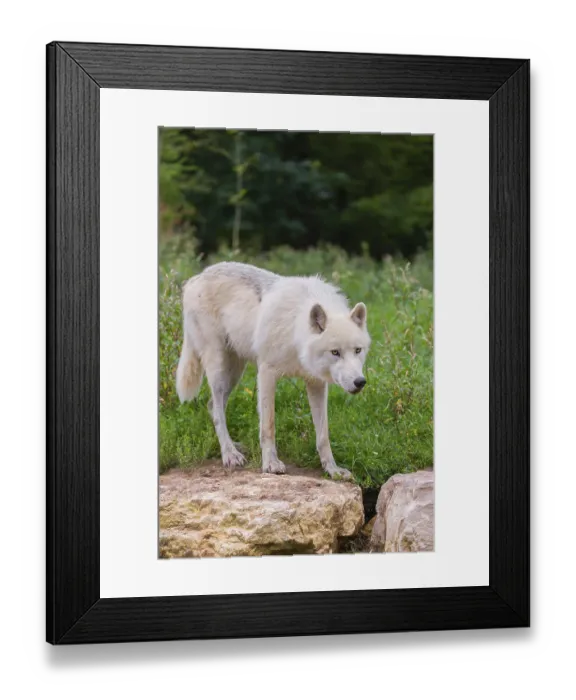 Framed Print : An Arctic wolf (Canis lupus arctos) standing on a rock