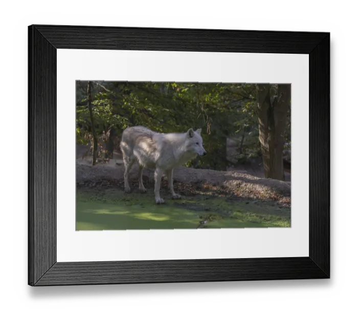 Framed Print : One Arctic wolf (Canis lupus arctos) Framed Print : One Arctic wolf (Canis lupus arctos)