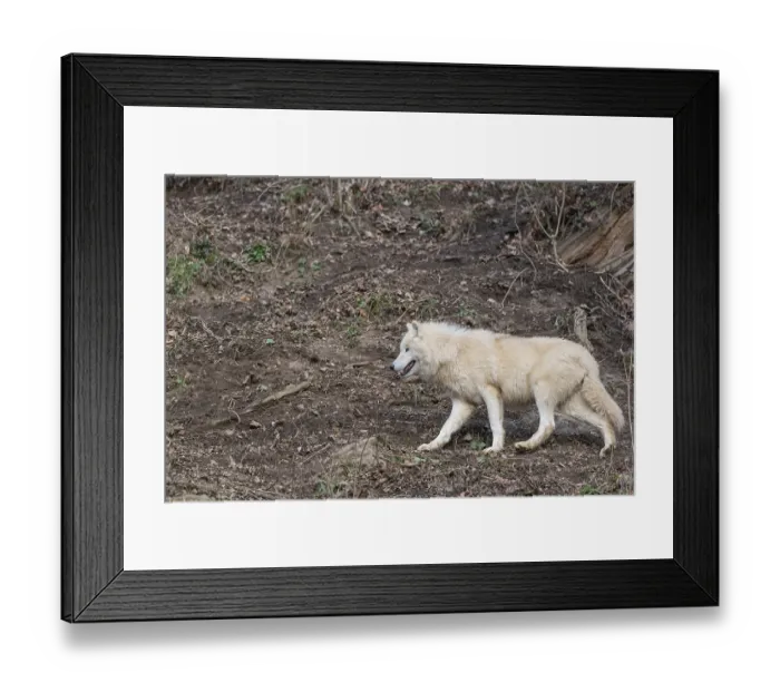 Framed Print : One adult Arctic wolf (Canis lupus arctos) running through a forest on hilly ground