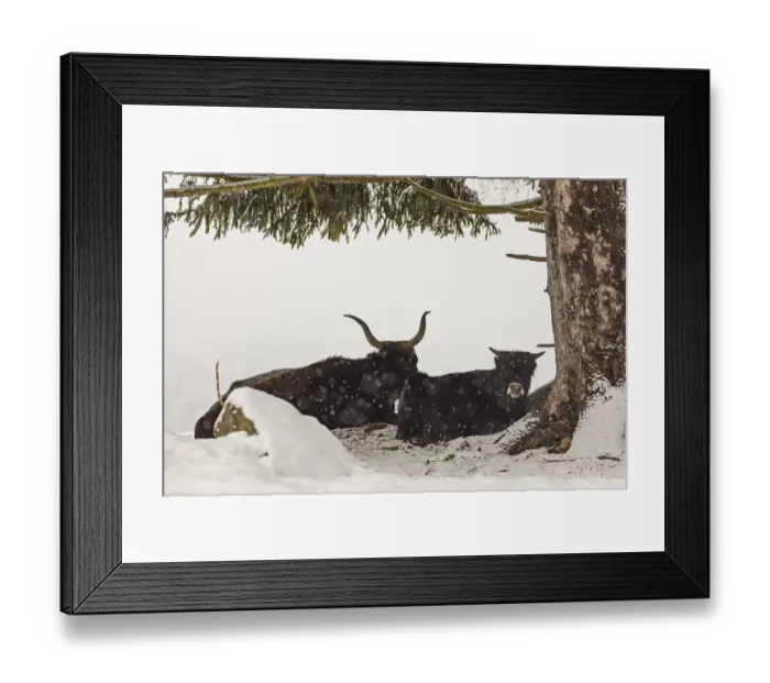 Framed Print : One female aurochs or urus or ure (Bos primigenius)