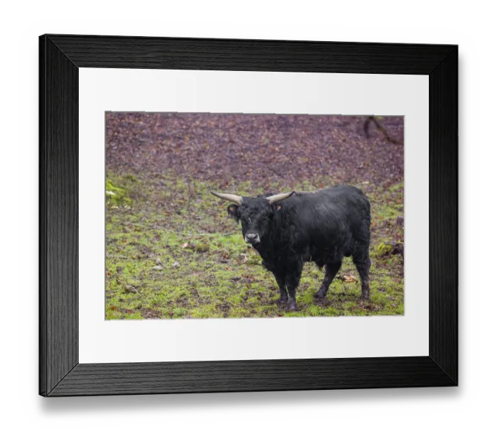 Framed Print : A male aurochs or urus or ure (Bos primigenius) Framed Print : A male aurochs or urus or ure (Bos primigenius)