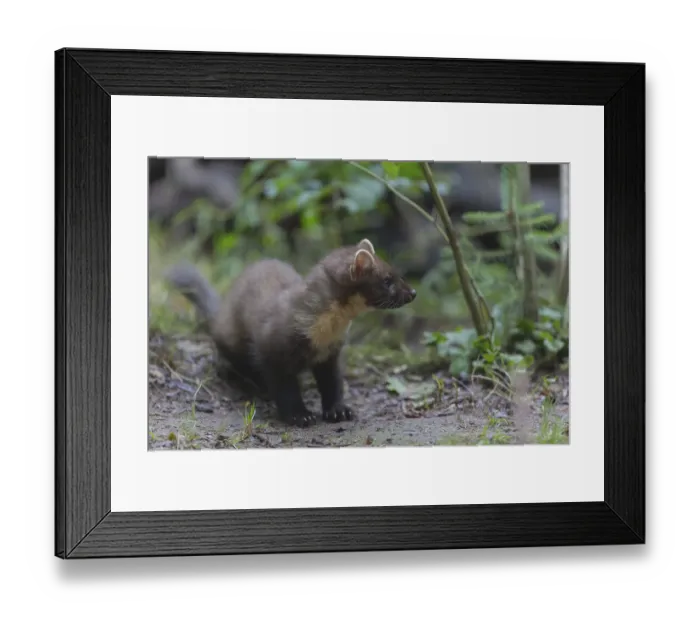 Framed Print : Young european pine marten sitting on the ground framed with green leaves