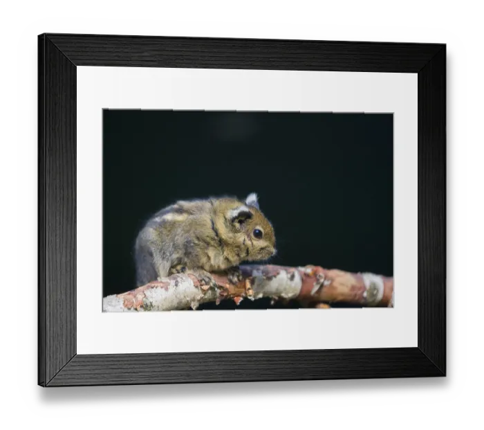Framed Print : A Swinhoe's striped squirrel (Tamiops swinhoei) sits on a twig A Swinhoe's striped squirrel (Tamiops swinhoei)