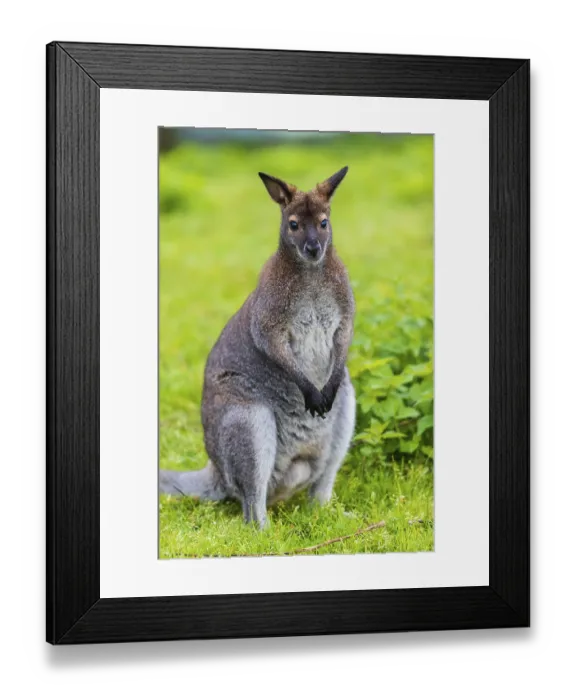 Framed Print : Red-necked wallaby or Bennett's wallaby (Macropus rufogriseus) Framed Print : Red-necked wallaby or Bennett's wallaby (Macropus rufogriseus)