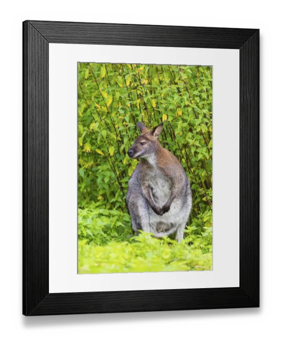 Framed Print : Red-necked wallaby or Bennett's wallaby (Macropus rufogriseus)