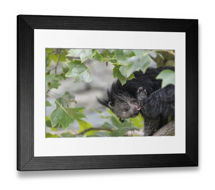 Framed Print : One binturong (Arctictis binturong) Framed Print : One binturong (Arctictis binturong)
