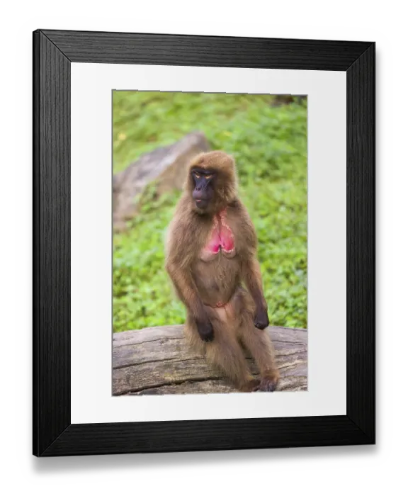 Framed Print : Portrait of an adult female Gelada (Theropithecus gelada) Framed Print : Portrait of an adult female Gelada (Theropithecus gelada)