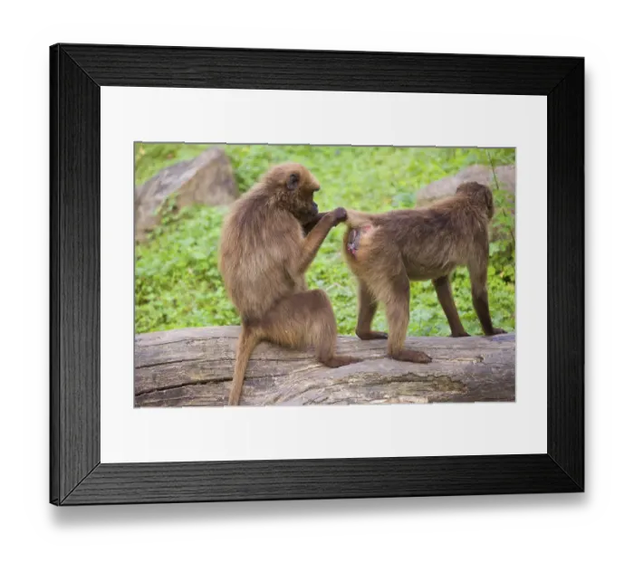 Framed Print : Two female Gelada (Theropithecus gelada)