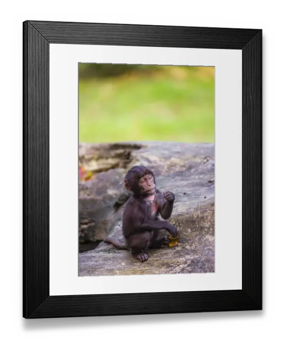 Framed Print : A baby Gelada (Theropithecus gelada) Framed Print : A baby Gelada (Theropithecus gelada)