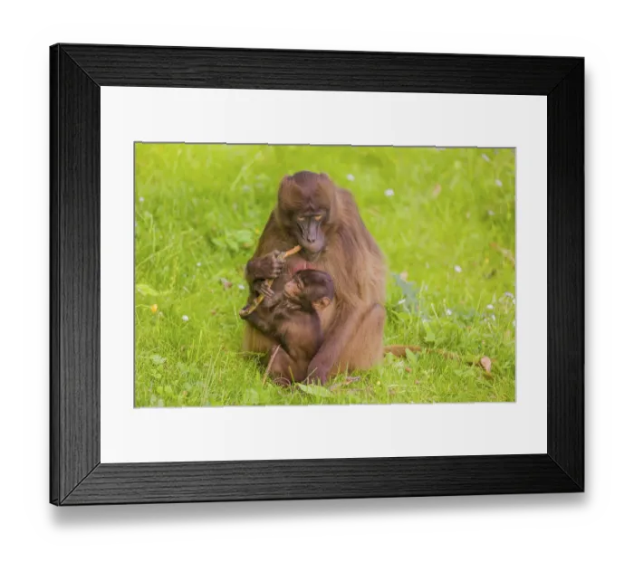 Framed Print : A female Gelada (Theropithecus gelada)