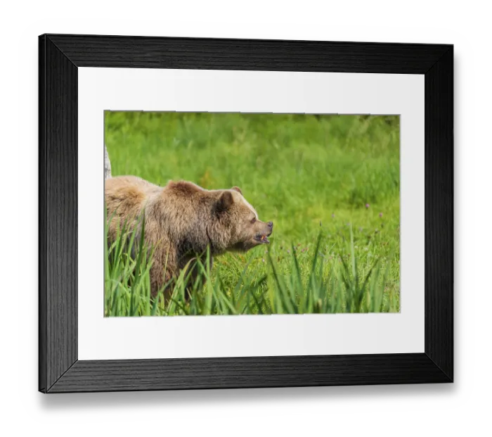 Framed Print : One adult male eurasian brown bear (Ursus arctos arctos) stands in a meadow with tall grass