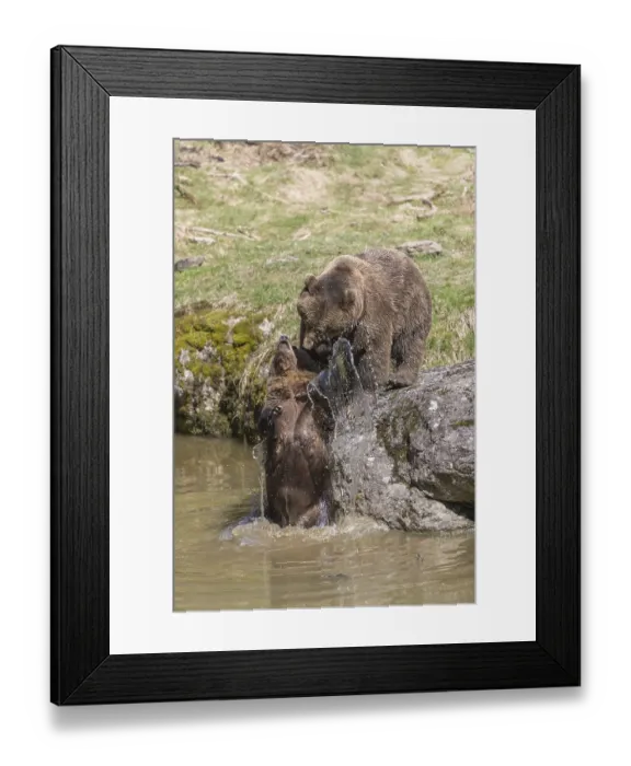 Framed Print : Two adult eurasian brown bears (Ursus arctos arctos) Framed Print : Two adult eurasian brown bears (Ursus arctos arctos)
