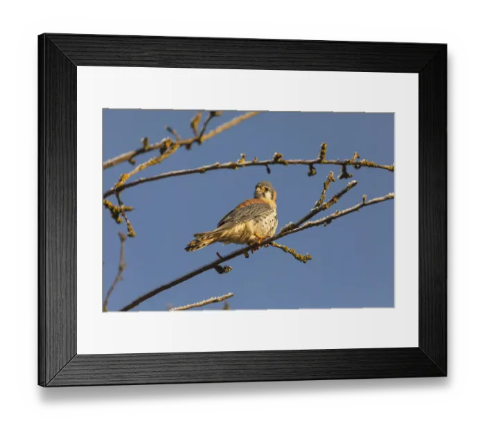 Framed Print : One American kestrel (Falco sparverius) sitting on a twig in early morning light with a blue sky in the background Framed Print : One American kestrel (Falco sparverius) sitting on a twig in early morning light with a blue sky in the background