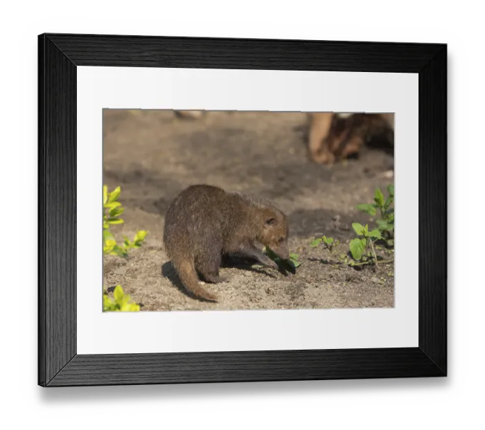 Framed Print : One common kusimanse (Crossarchus obscurus) Framed Print : One common kusimanse (Crossarchus obscurus)