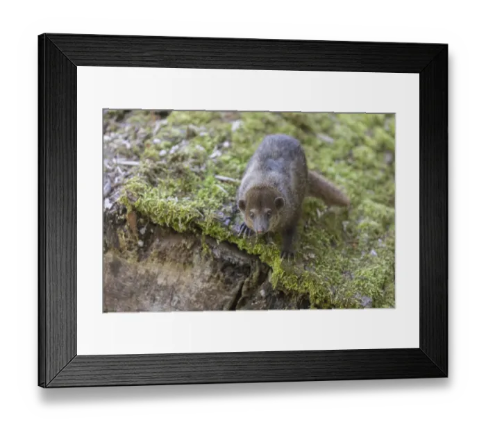 Framed Print : One Common cusimanse, Crossarchus obscurus