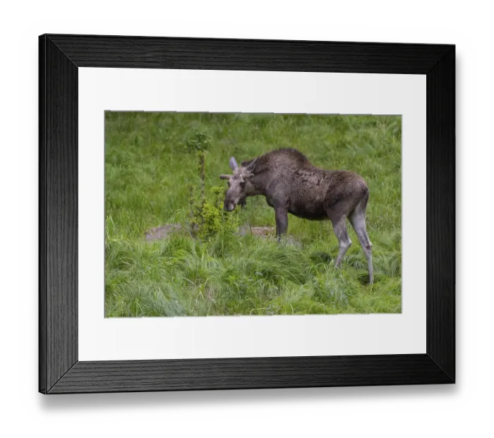 Framed Print : One adult male moose or elk, Alces alces Framed Print : One adult male moose or elk, Alces alces