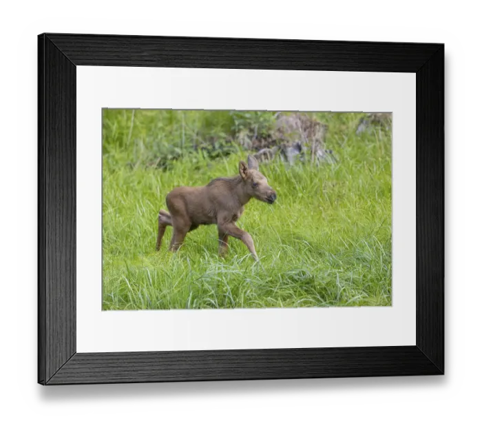 Framed Print : One baby moose or elk, Alces alces