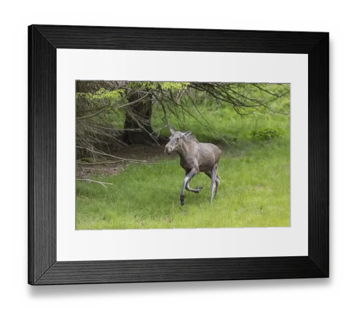 Framed Print : One adult female moose or elk, Alces alces Framed Print : One adult female moose or elk, Alces alces