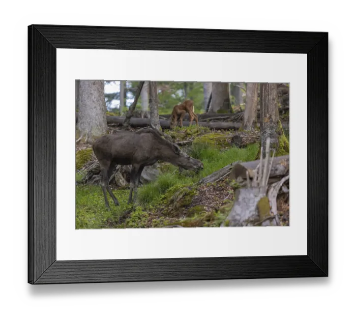 Framed Print : One adult female moose or elk, Alces alces Framed Print : One adult female moose or elk, Alces alces
