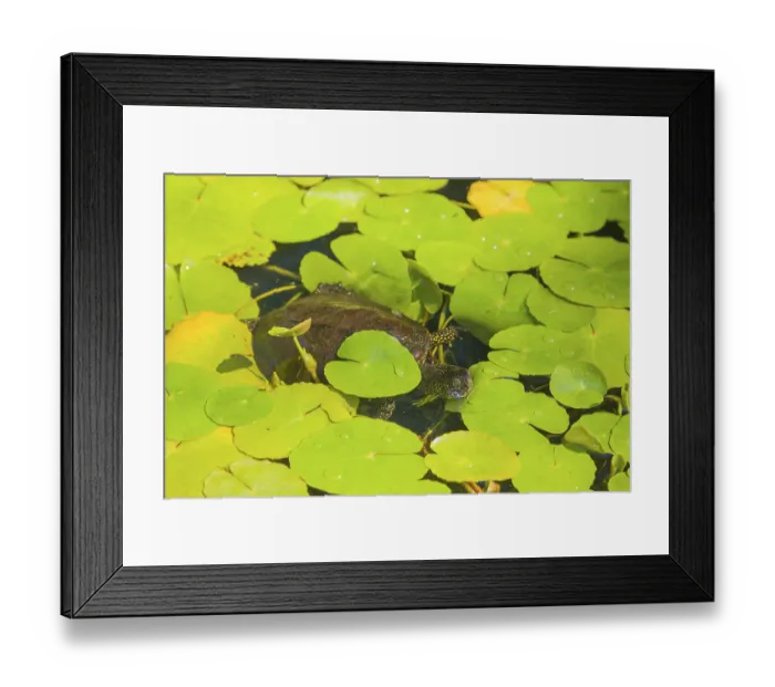 Framed Print : A European pond turtle (Emys orbicularis) Framed Print : A European pond turtle (Emys orbicularis)