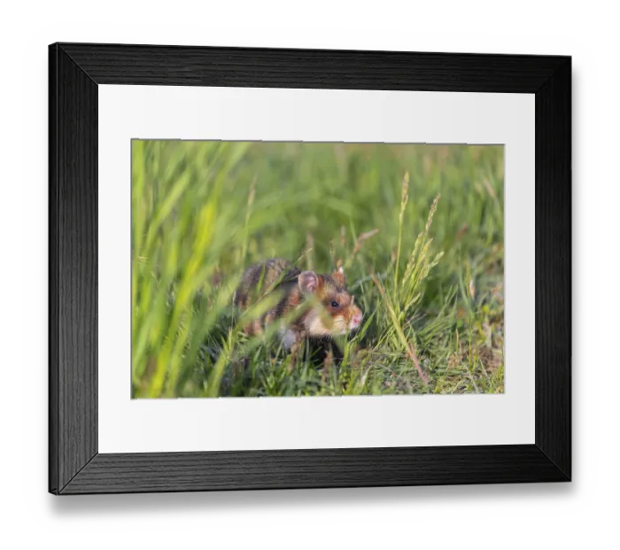 Framed Print : One European hamster (Cricetus cricetus)