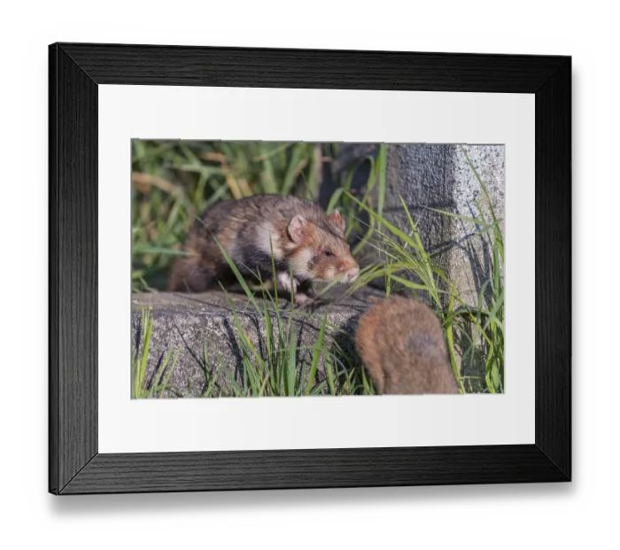 Framed Print : Mating season. One European hamster (Cricetus cricetus)