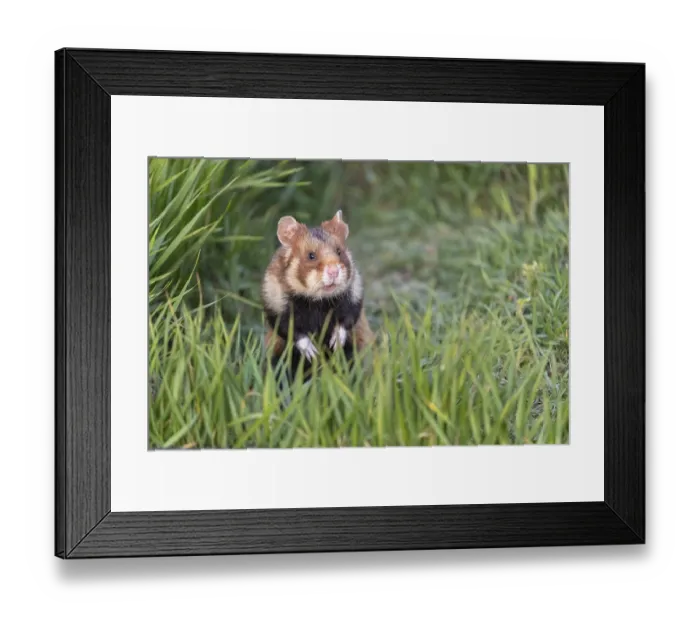 Framed Print : One European hamster (Cricetus cricetus) Framed Print : One European hamster (Cricetus cricetus)
