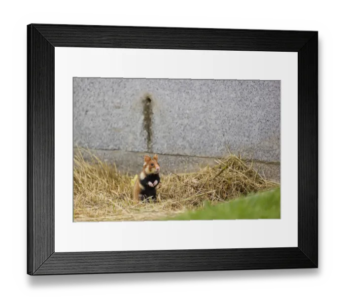Framed Print : A European hamster (Cricetus cricetus)