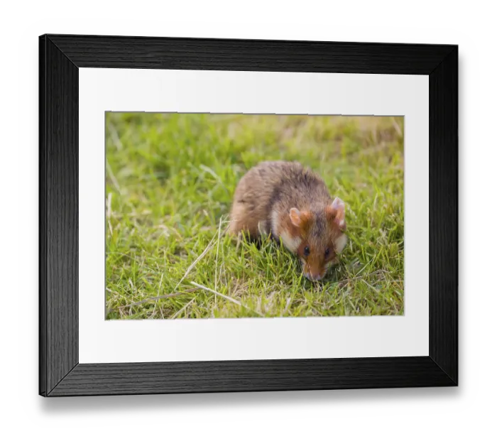 Framed Print : A European hamster (Cricetus cricetus) Framed Print : A European hamster (Cricetus cricetus)