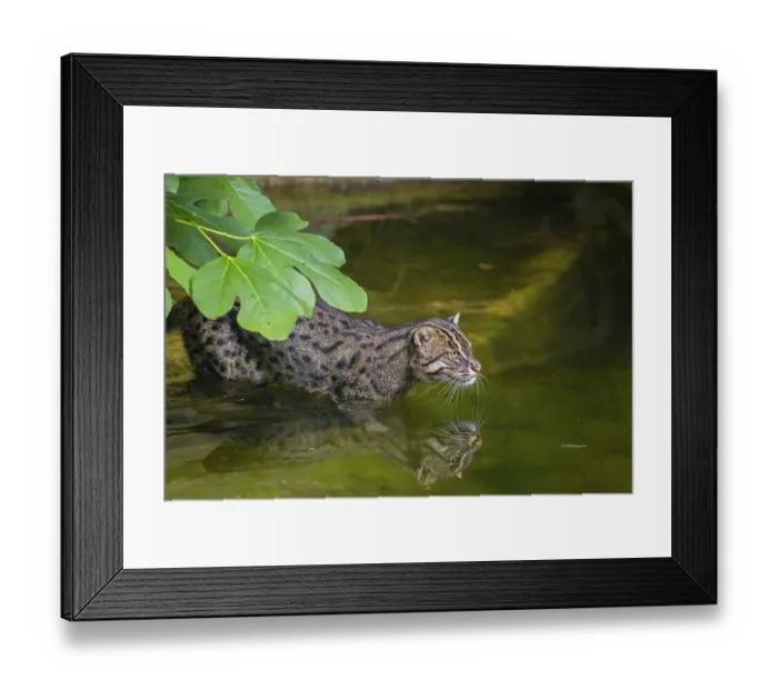 Framed Print : A fishing cat (Prionailurus viverrinus) swimming in a little river with dense green vegetation