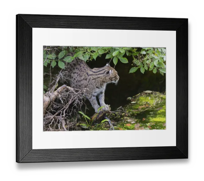 Framed Print : One fishing cat (Prionailurus viverrinus) peeking through dense riverine vegetation