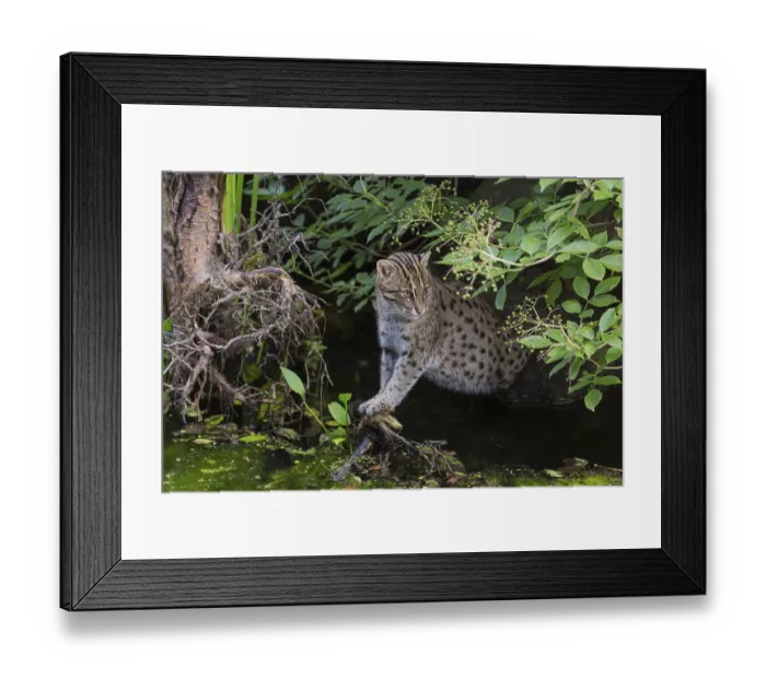 Framed Print : One fishing cat (Prionailurus viverrinus) peeking through dense riverine vegetation