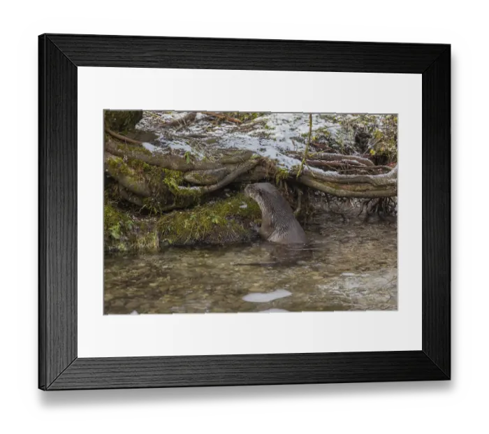 Framed Print : One Eurasian otter (Lutra lutra)