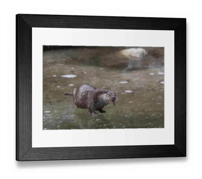Framed Print : One Eurasian otter (Lutra lutra) Framed Print : One Eurasian otter (Lutra lutra)